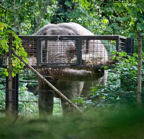 10 Worst Zoos For Elephants Why They Made Notorious List Across