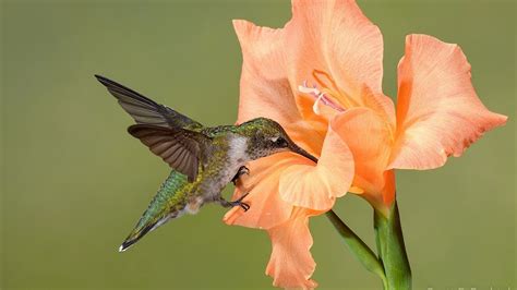Attracting Hummingbirds Flowers That Hummingbirds Cant Resist Youtube