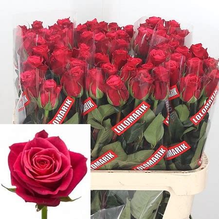 Rose Cherry O 60cm Wholesale Dutch Flowers Florist Supplies UK