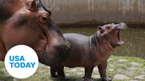 Baby Hippo Fritz Grubs On Lettuce At Cincinnati Zoo Usa Today Youtube