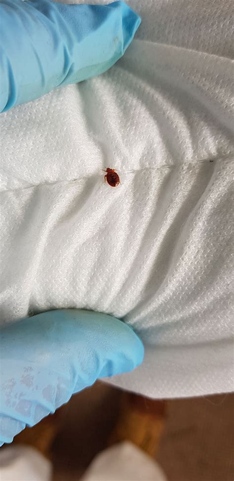 Bed Bugs Removal Area Pest Control Services Uk