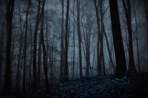 Night Forest By Lillianevill On Deviantart