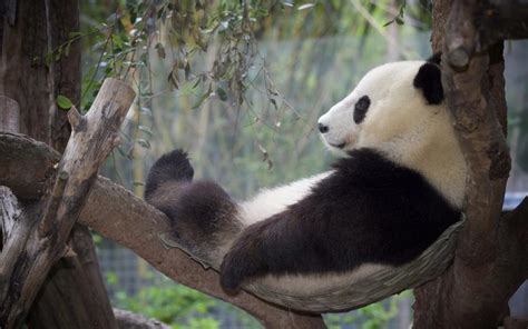 Panda Relaxation Rest Tree Wallpaper Animals Wallpaper Better