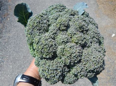 Four Secrets To Growing Large Broccoli Heads Abundant