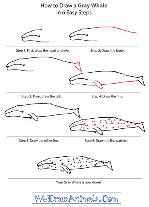 Gray Whale Whale Doodle Art For Beginners