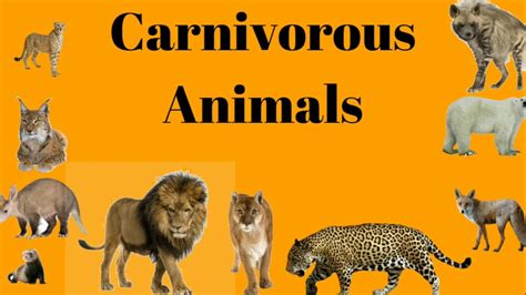 Learn Carnivorous Animal Names Youtube
