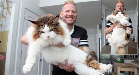Meet Maine Coon Samson The Largest Cat In New York City Who Weighs 28