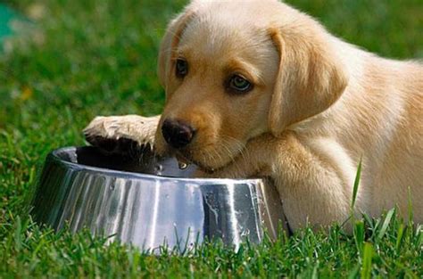 Small breed puppies may need to be restricted to taking in only 10 to 15 milliliters (ml) kibble should be softened with water or broth to a soupy texture, or you can add a little extra water to wet puppy food. How much Water should my Dog Drink?