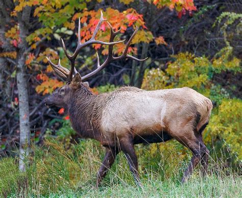 Virginias First Elk Hunt A Conservation Milestone Elk Hunting