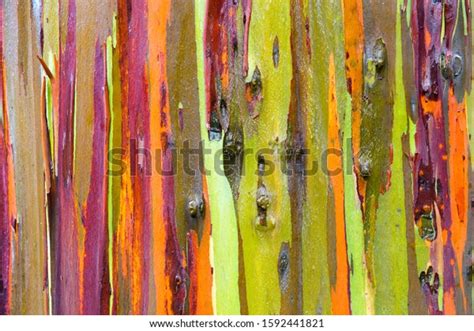 Rainbow Eucalyptus Gum Tree Eucalyptus Deglupta Stock Photo 1592441821