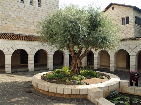 Filecourtyard Of The Church Of The Multiplication In Tabgha By David