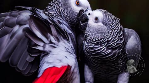 African Grey Parrots A Battle Of The Sexes Who Talks Better Males