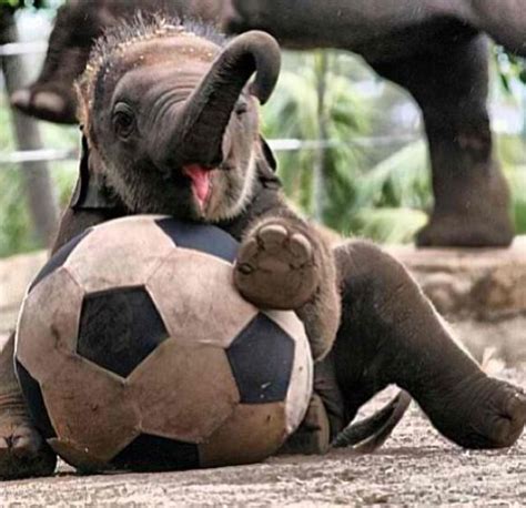 Baby Elephant Playing Soccer