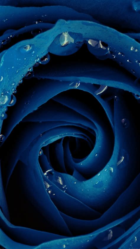 Free Download Beautiful Blue Rose Flower Nature Android Wallpaper