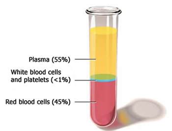 Blood And Plasma Appearance Composition And Functions Online
