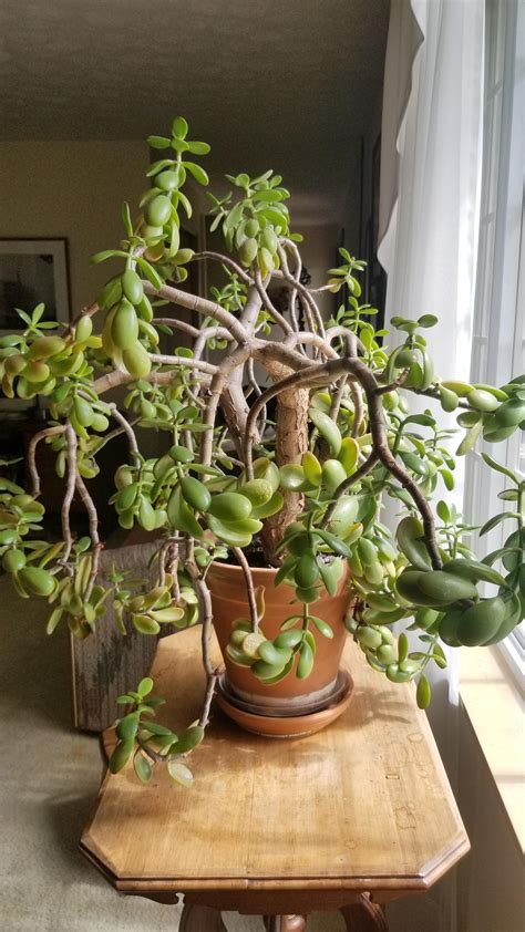 These detailed jade plant care instructions include jade plant watering and light requirements, soil, flowers jade plants are a staple in my indoor plant collection, and are super easy to care for! My mother in law's Jade plant is looking giant ...