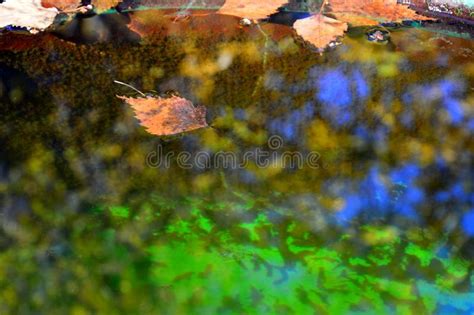 Beautiful Autumn Background Autumn Leaves And Colorful Reflections In