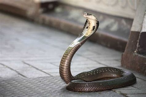 The 5 Most Dangerous Snakes In The World Earthlife