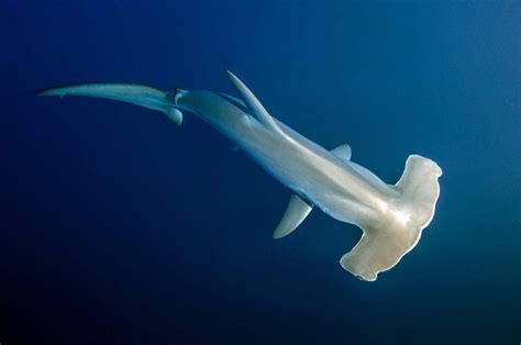 10 Different Types Of Hammerhead Sharks