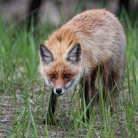 Top 125 Chernobyl Disaster Animals