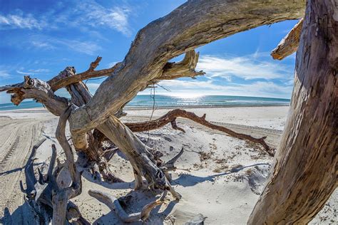 Driftwood On St George Island Florida 1 Photograph By Jim Schwabel