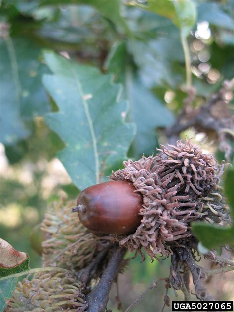 A small indoor kumquat tree. Quercus cerris (European turkey oak): Go Botany