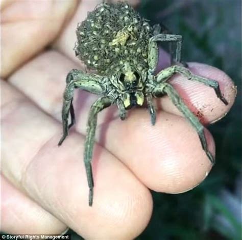 Wolf Spider Carries Hundreds Of Her Babies On Her Back In Womans Hand