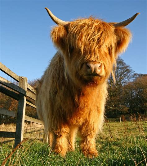 Scottish Highland Cow Cow Scottish Cow Cute Baby Cow