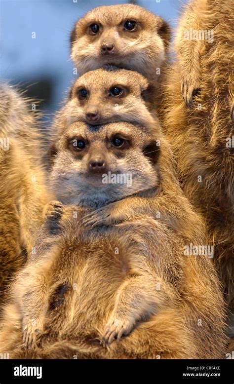 Meerkat Group Hug Hi Res Stock Photography And Images Alamy