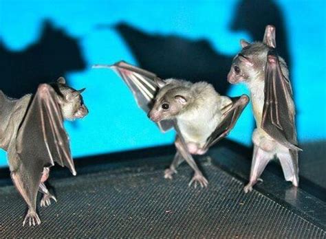 Flipping A Picture Of A Bat Upside Down Makes Them Look Like Theyre