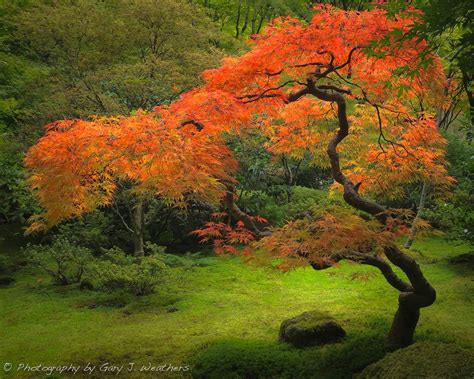 Beautiful Autumn Japanese Maple Tree Japanese Garden Japanese Maple
