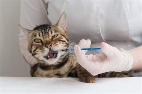 The Veterinarian Gives The Drug To The Cat With A Syringe The Cat Is