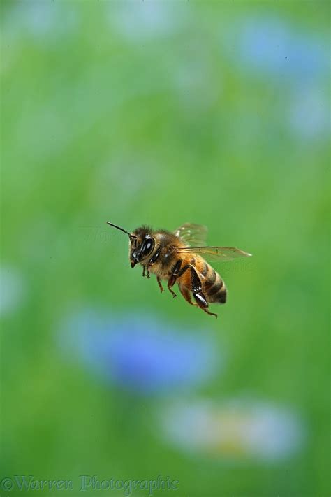 Honey Bee In Flight Photo Wp40650