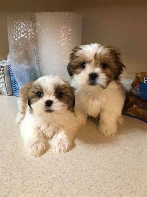 Beautiful Male and Female Shih Tzu Puppies FOR SALE ADOPTION from Cork Cork @ Adpost.com
