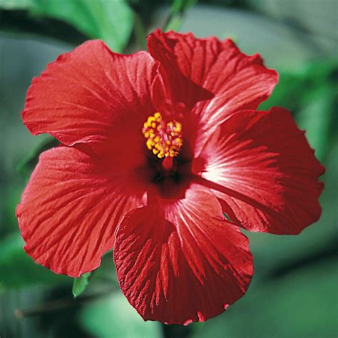 3 Pack Hibiscus Cuttings From Hawaii — Best Hawaiian Plants From Kanoa