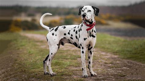 Why Firehouse Dogs Are Usually Dalmatians Readers Digest