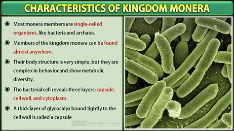 Characteristics Of Kingdom Monera Free Biology Notes Rajus Biology