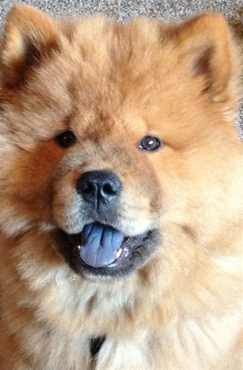 Gallery For Chow Chow Blue Tongue
