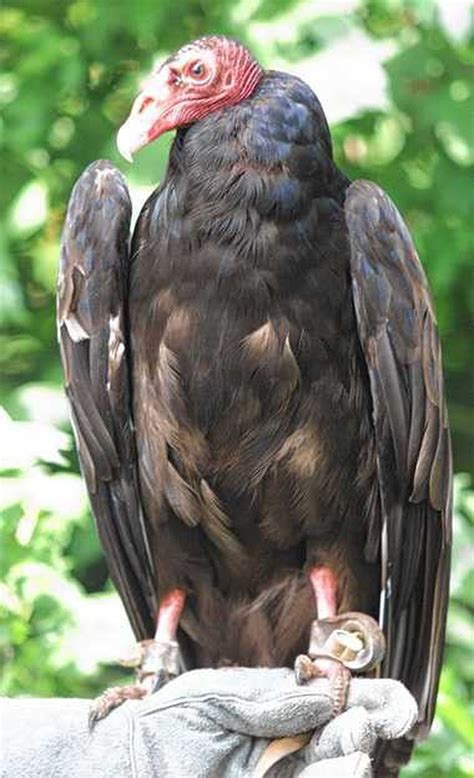 Turkey Vultures Why Theyre Bald And Why They Vomit On Trespassers