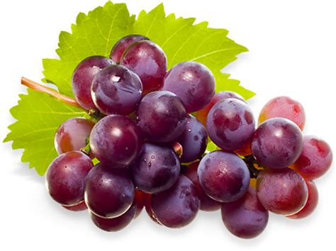 Grapes PNG Transparent Grapes.PNG Images. | PlusPNG