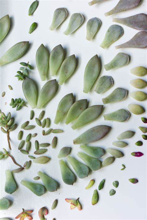Everything You Need To Know About Succulents Better Housekeeper
