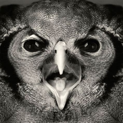 Expressive Animal Portraits Reveal Their Strong ‘human Emotions Pet