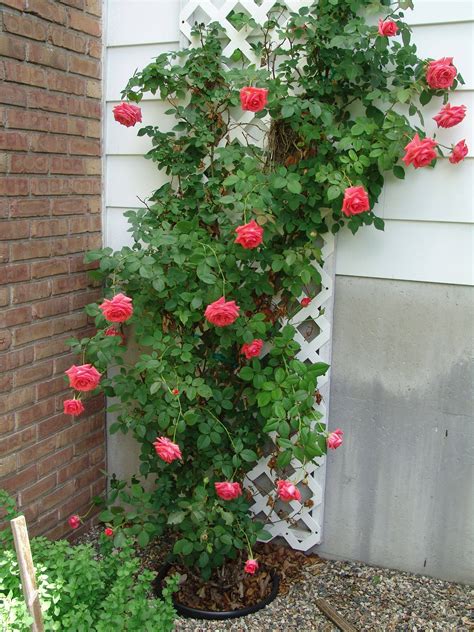 20 Climbing Rose Garden Ideas You Must Look Sharonsable