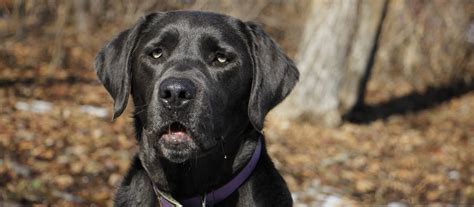Cj is our charcoal english lab stud. Silver Lab Puppies In New England - Puppy And Pets