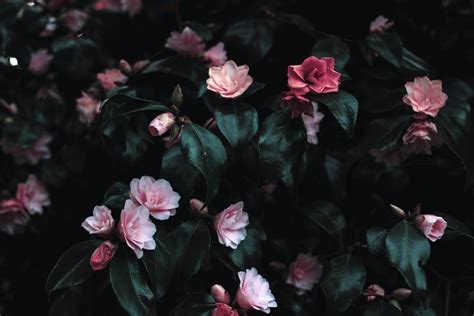 Flower Images · Pexels · Free Stock Photos Nikon D5500 Pretty