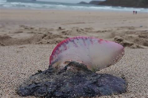 First Footage Confirms Deadly Jellyfish Has Hit Uk Beaches Daily Star