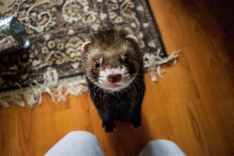 9 Facts About Ferrets