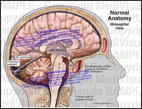 Normal Brain Anatomy Midsagittal View Medivisuals Inc