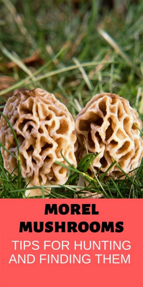 Morel Mushroom Hunting Secrets Where To Look And How To Score Big