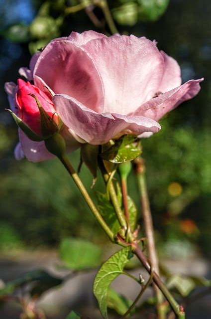 Pink Rose Rosebud Free Photo On Pixabay Pixabay